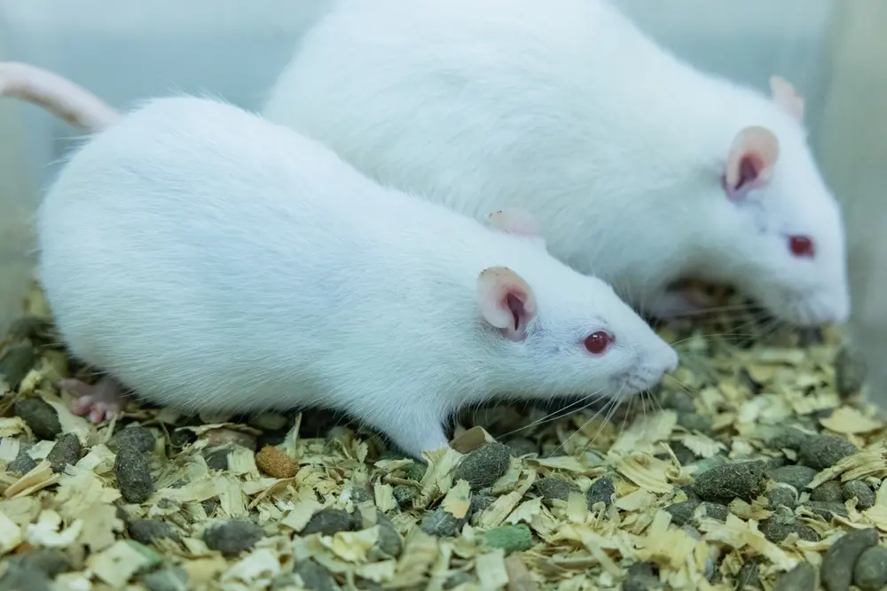 Imagem da notícia Projeto aprovado pela Câmara dos Deputados proíbe testes de cosméticos em animais