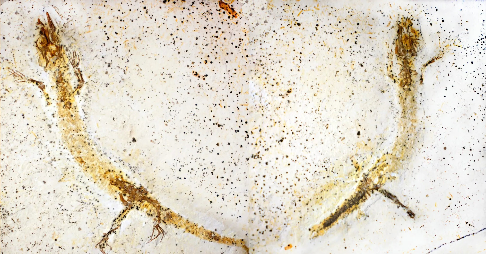Imagens ampliadas do fóssil do Calanguban alamoi feitas em laboratório para estudo técnico