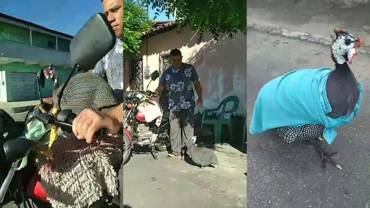 Imagem da notícia: Homem adota capotes, batiza de Kenan e Kel e anda com eles de moto no interior do CE; veja vídeo  