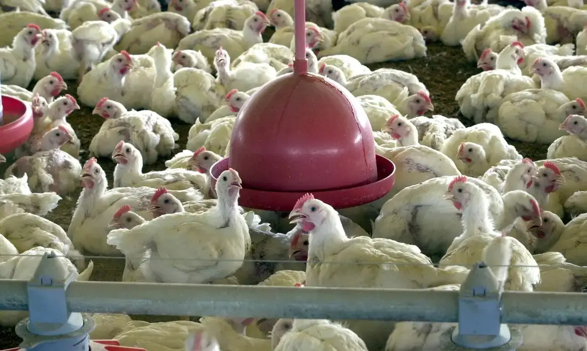 Imagem da notícia: Ceará confirma foco de gripe aviária em Quixeramobim