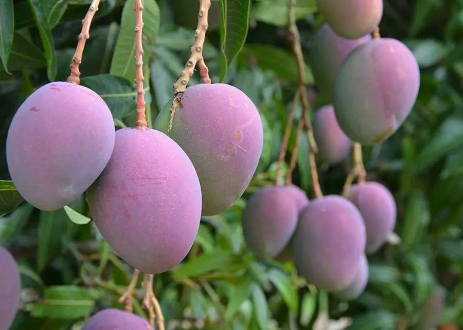 Imagem da notícia: Tarifas: frutas cearenses devem buscar novos mercados