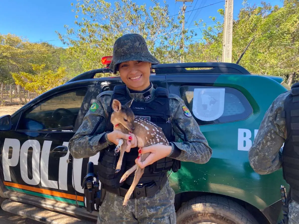 Imagem da notícia: Parente do Bambi, filhote de veado-catingueiro é resgatado no Interior do Ceará 