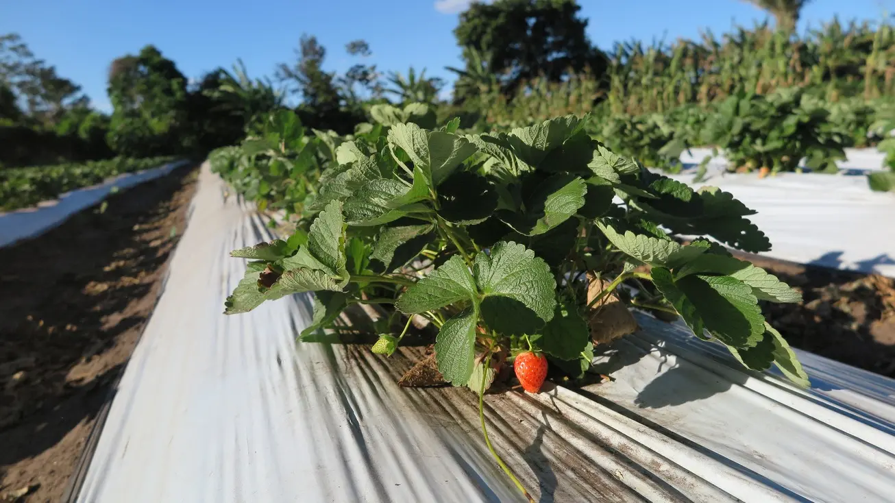 Imagem da notícia: Produção de morango é pequena no Ceará, mas já se firmou na Serra da Ibiapaba; veja cidades