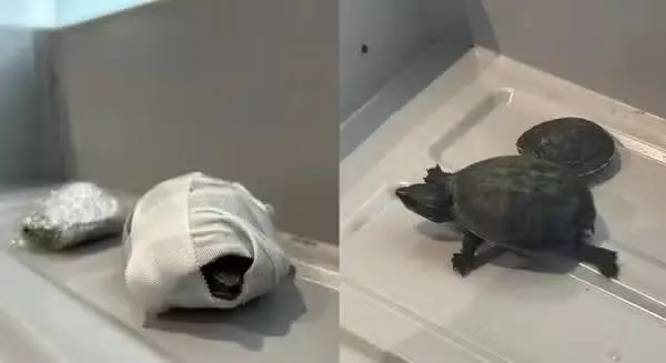Imagem da notícia Mulher tenta esconder tartarugas em sutiã e é presa no aeroporto de Miami