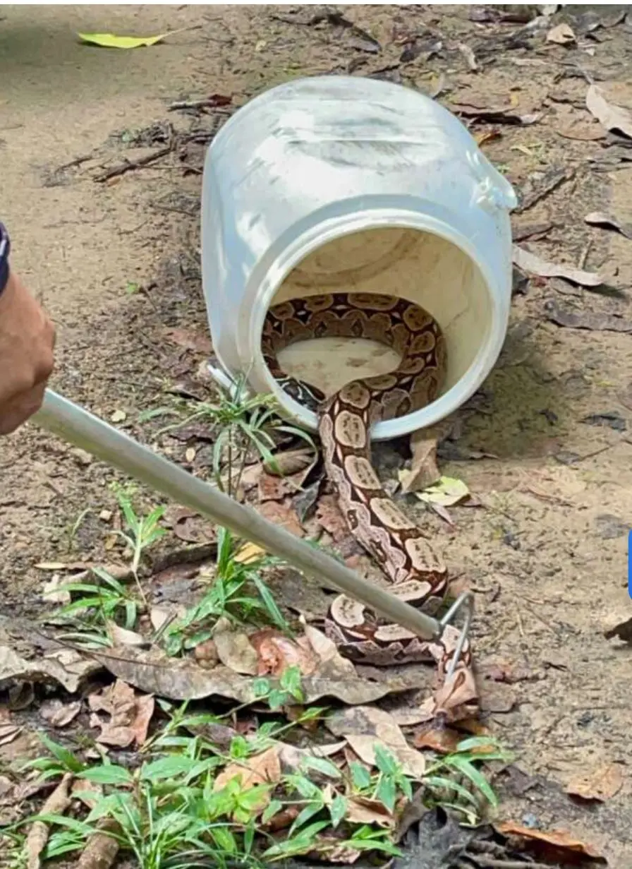 Imagem da notícia:  Cobra de dois metros é encontrada e resgatada em Pacoti