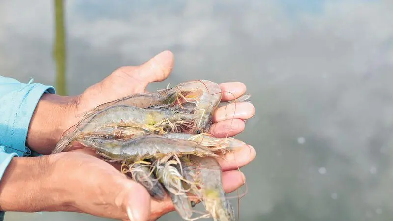 mãos segurando vários camarões da costa negra