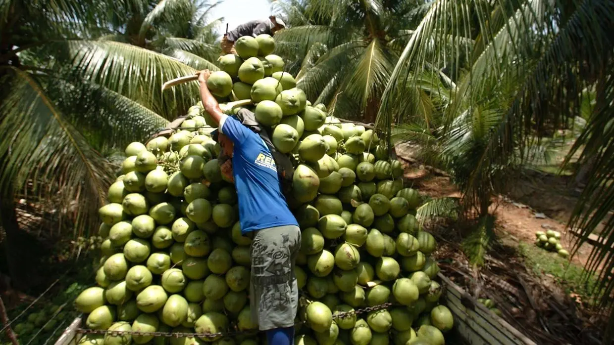 Imagem da notícia: Tarifaço: água de coco verde do Ceará está ameaçada
