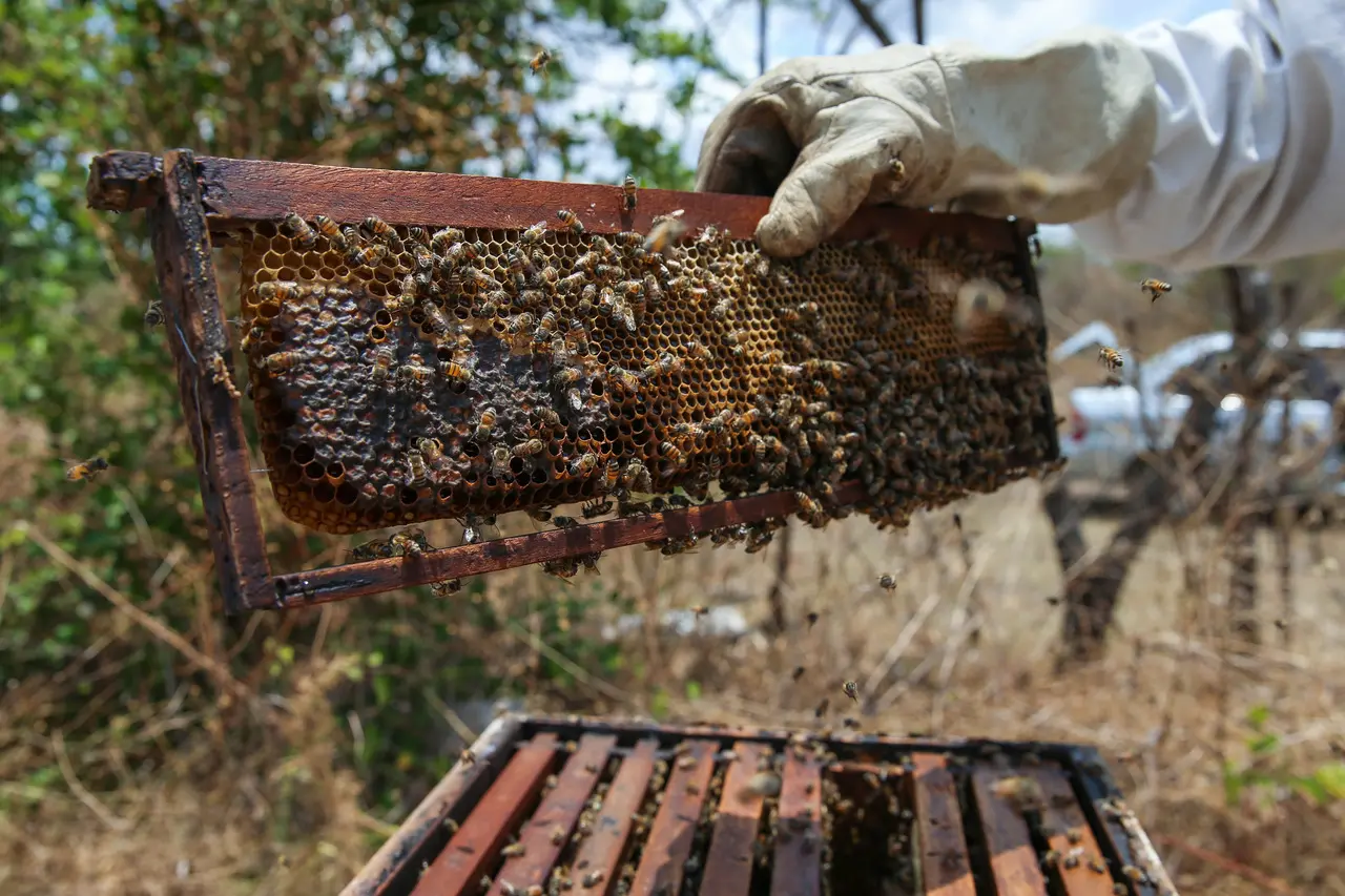 Imagem da notícia: Tarifaço atinge agronegócio de 16 cidades do Ceará após exportação de R$ 350 milhões aos EUA