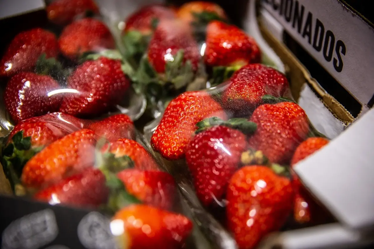 Imagem da notícia: Febre do morango do amor perde força e preço da fruta cai 50% na Grande Fortaleza
