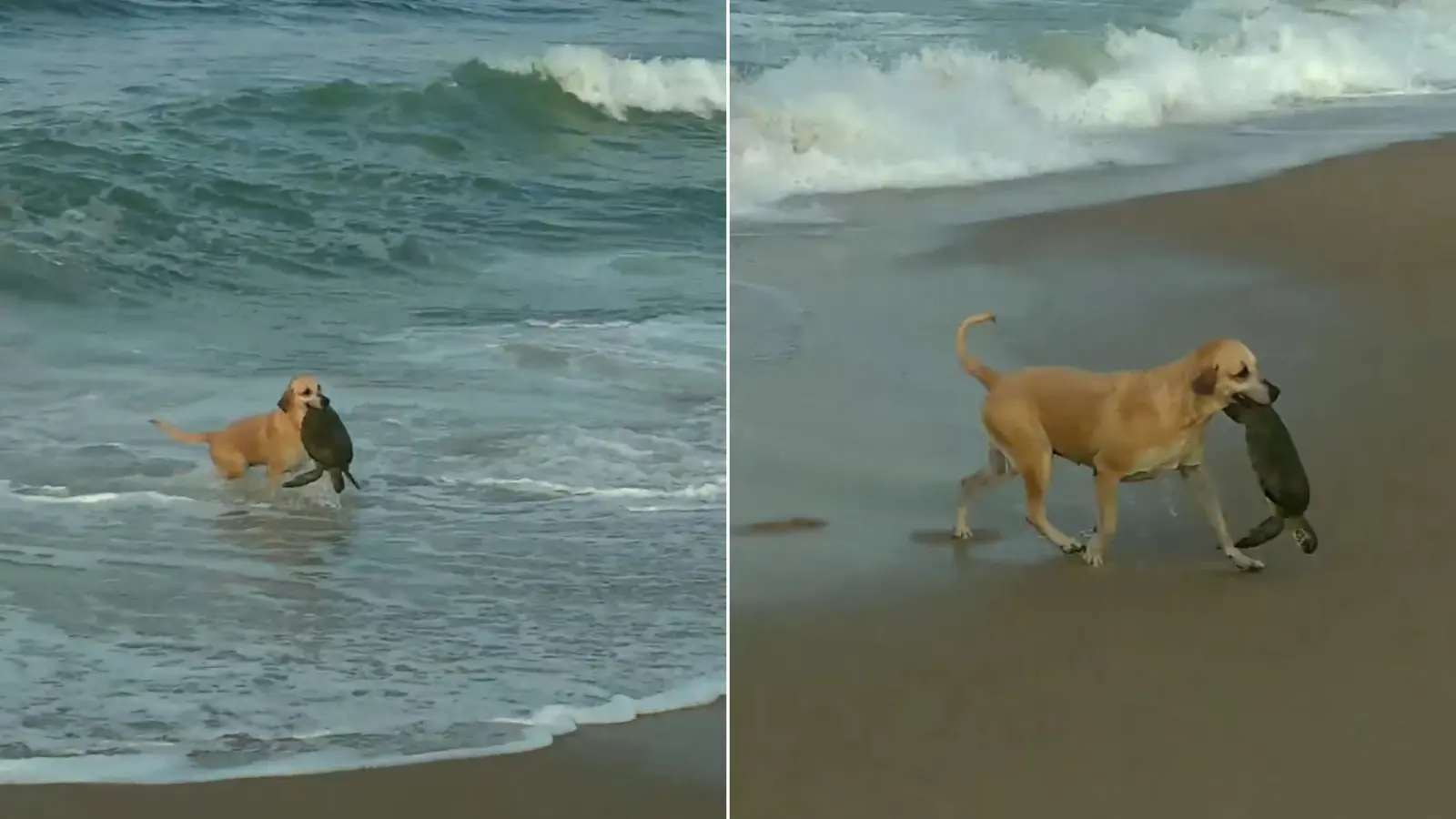 Imagem da notícia: Cadela salva tartaruga em praia de Santa Catarina e viraliza nas redes sociais