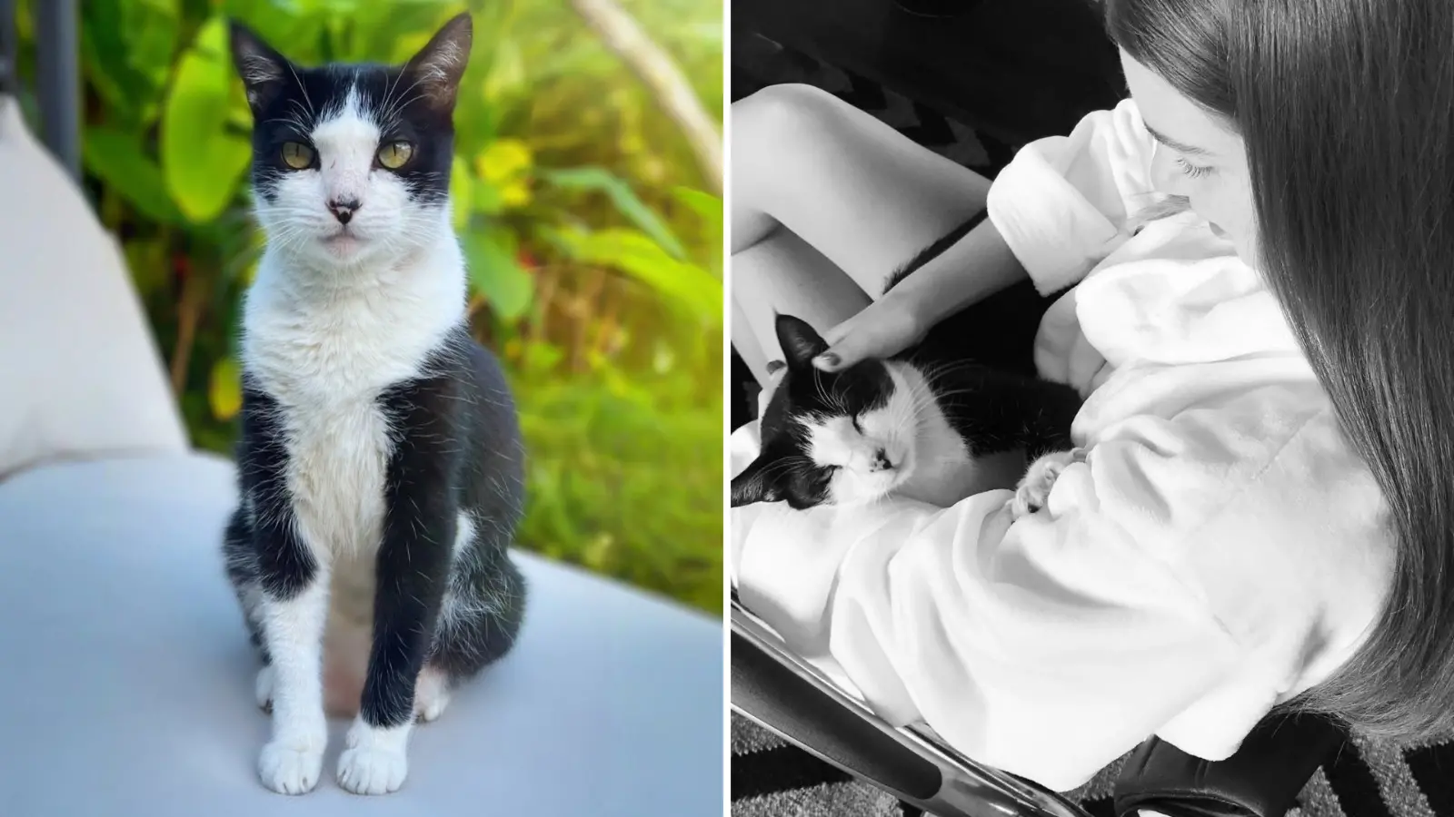 Imagem da notícia: Marina Ruy Barbosa encontra gato que havia desaparecido no RJ: 'Estava assustado, fraco, com fome'