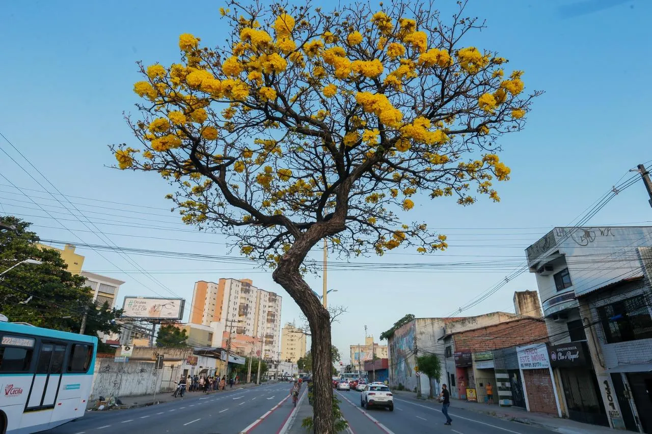 É nesta estação que acontece a floração de diversas espécies, como o ipê-amarelo