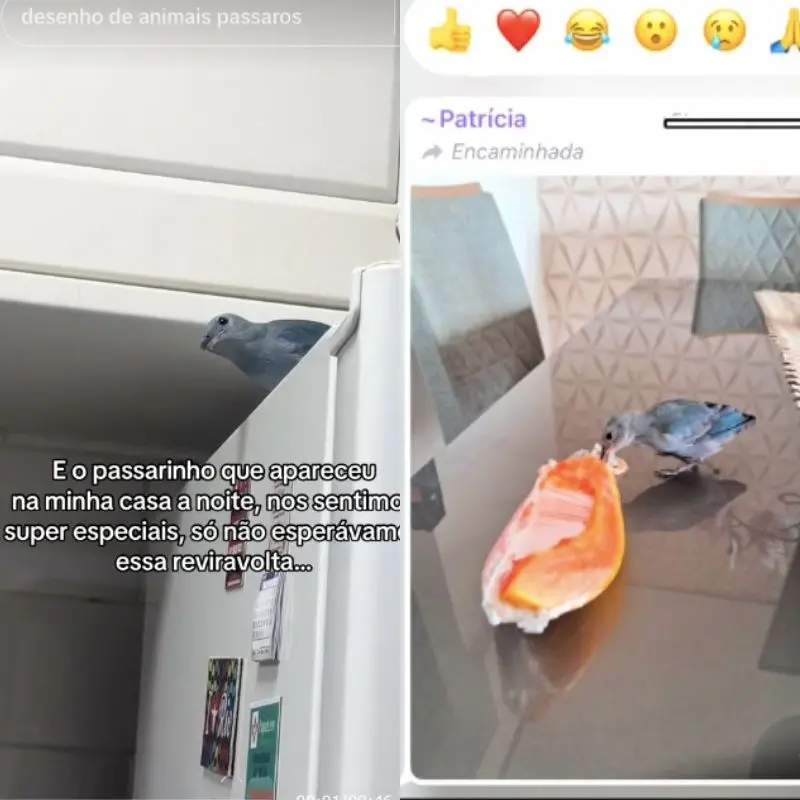 Imagem da notícia: Passarinho invade apartamento, faz moradora se sentir 'especial' e acaba sendo 'dedurado' pelos vizinhos 