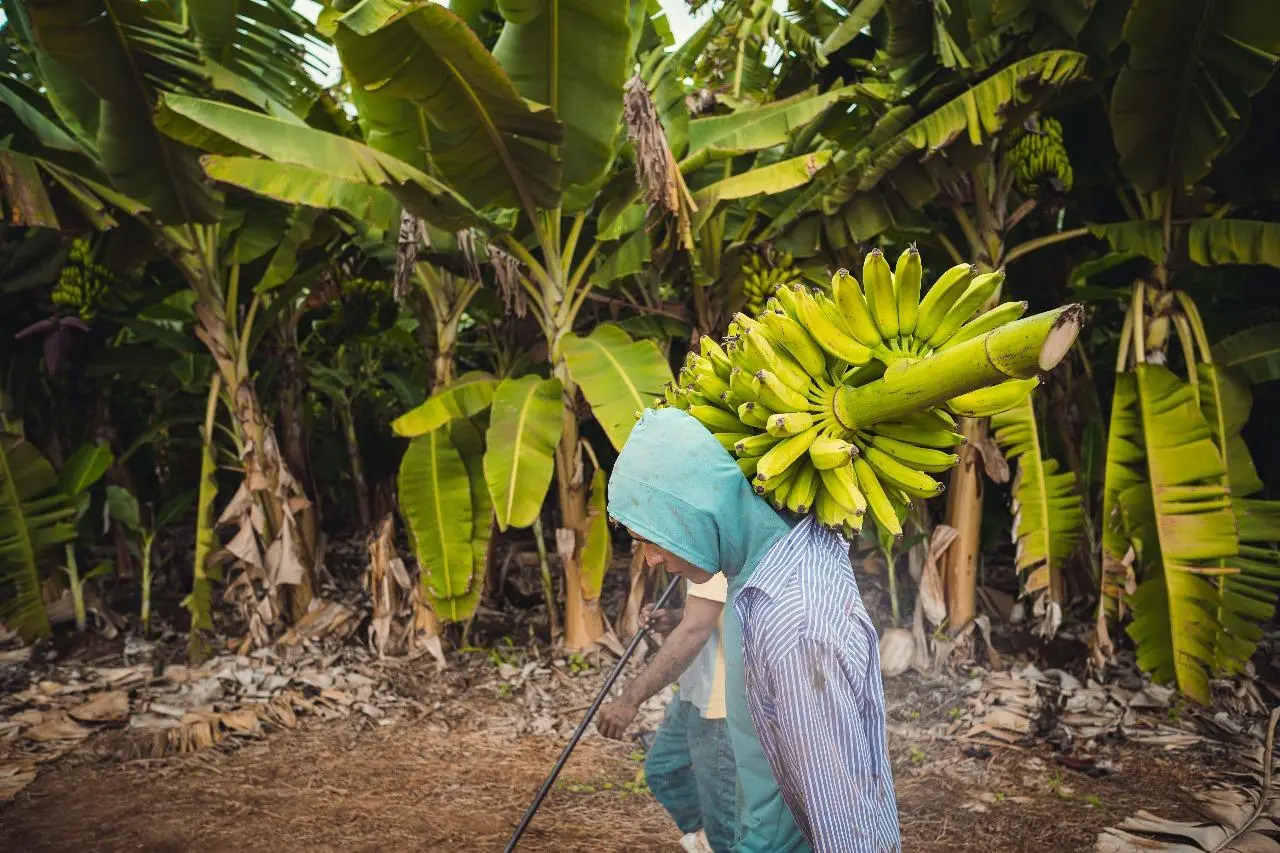 Imagem da notícia: Cidade cearense é uma das 15 maiores produtoras de banana do País; veja lista