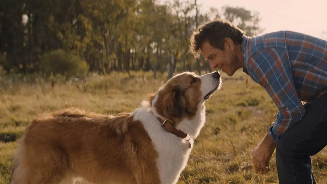 Imagem da notícia TV Globo exibe 'Juntos para Sempre' na 'Sessão da Tarde' desta terça-feira (16)