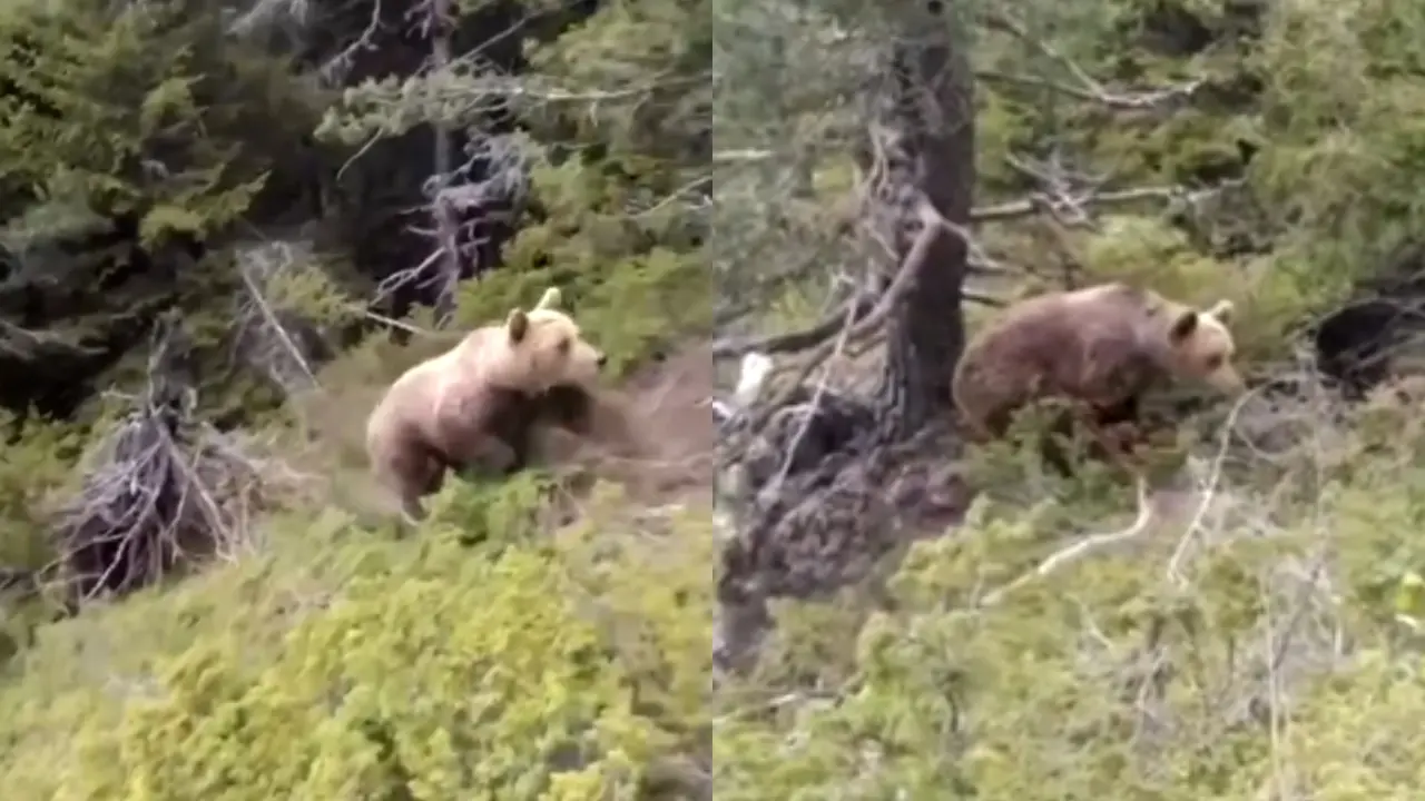 Imagem da notícia Vídeo registra alpinista sendo atacado por urso na Grécia