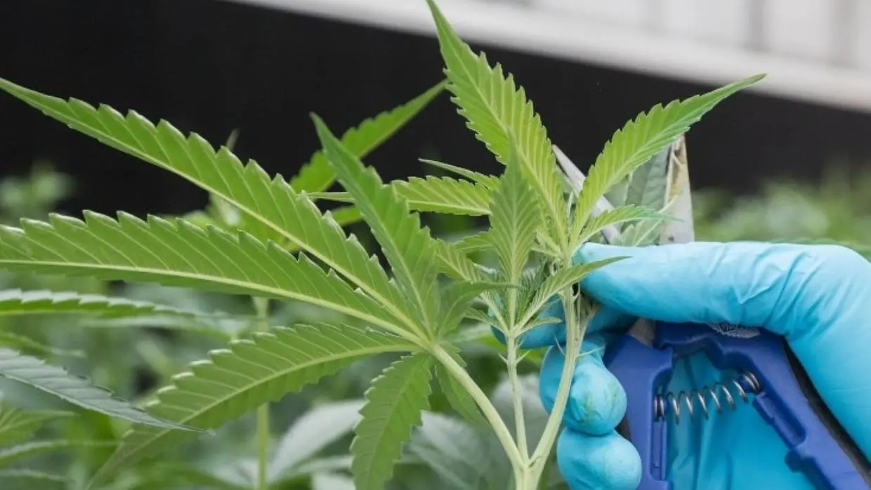 Imagem da notícia: Justiça autoriza jovem com 'pior dor do mundo' a cultivar Cannabis