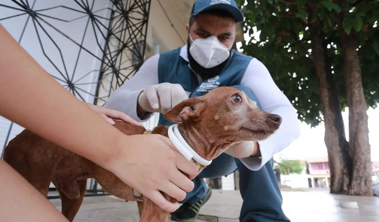 Foto de cão recebendo coleira antiparasitária em Fortaleza para matéria sobre Leishmaniose em cães.