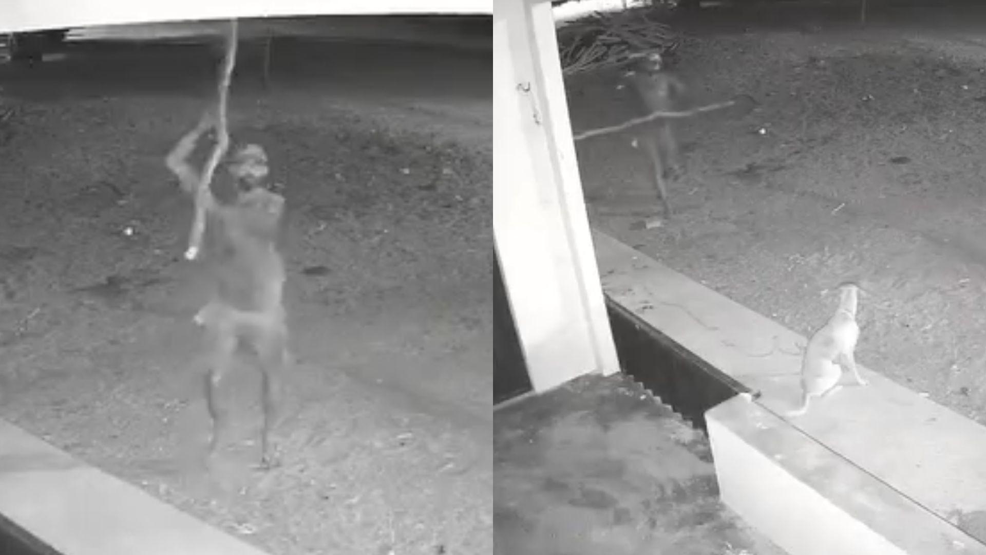 Imagem da notícia: Cachorro é morto a pauladas no Interior do Ceará; policia procura agressor