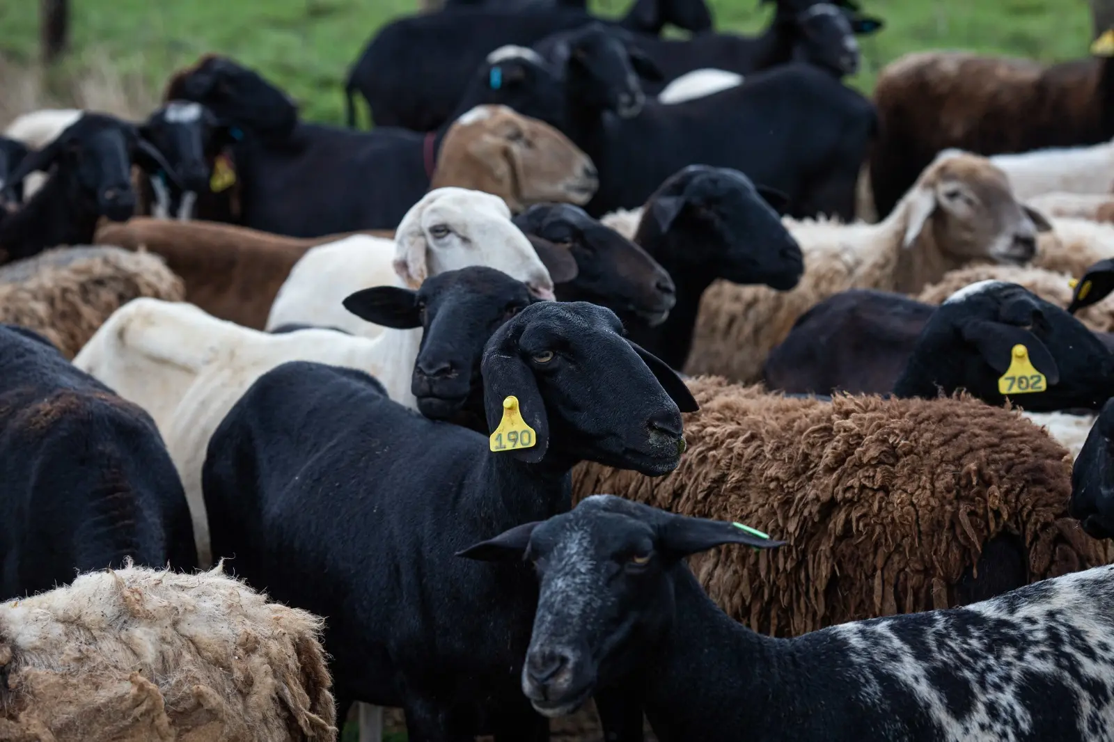 Imagem mostra parte de rebanho de ovelhas e carneiros.