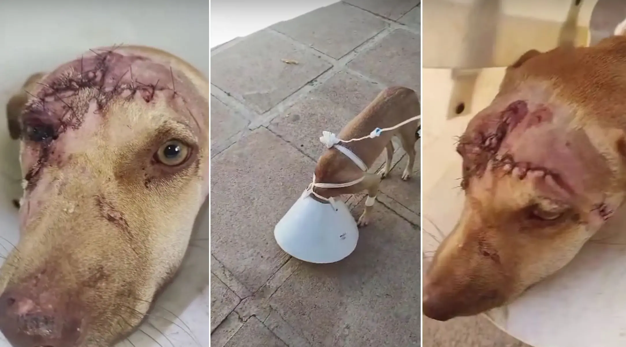 Imagem da notícia: Cadela é agredida na cabeça com facão em Crato, no Ceará