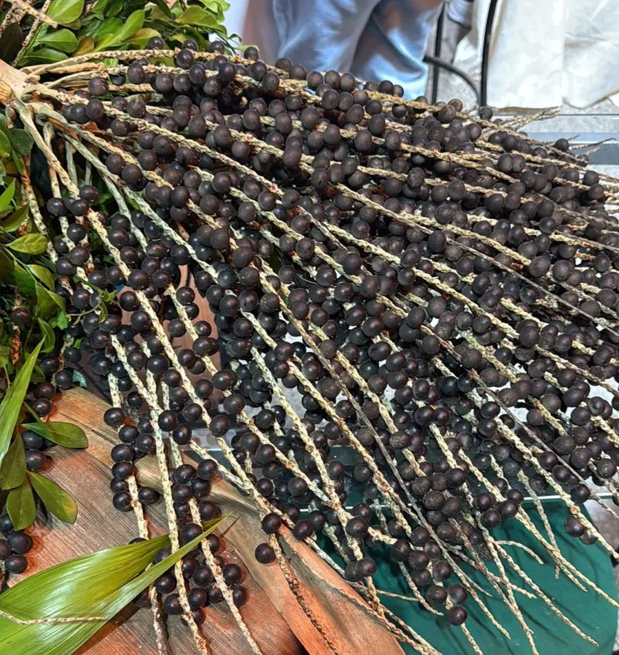 Imagem da notícia: Ceará intensifica cultivo de açaí na Serra da Ibiapaba com safra em 20 dias e mira exportação
