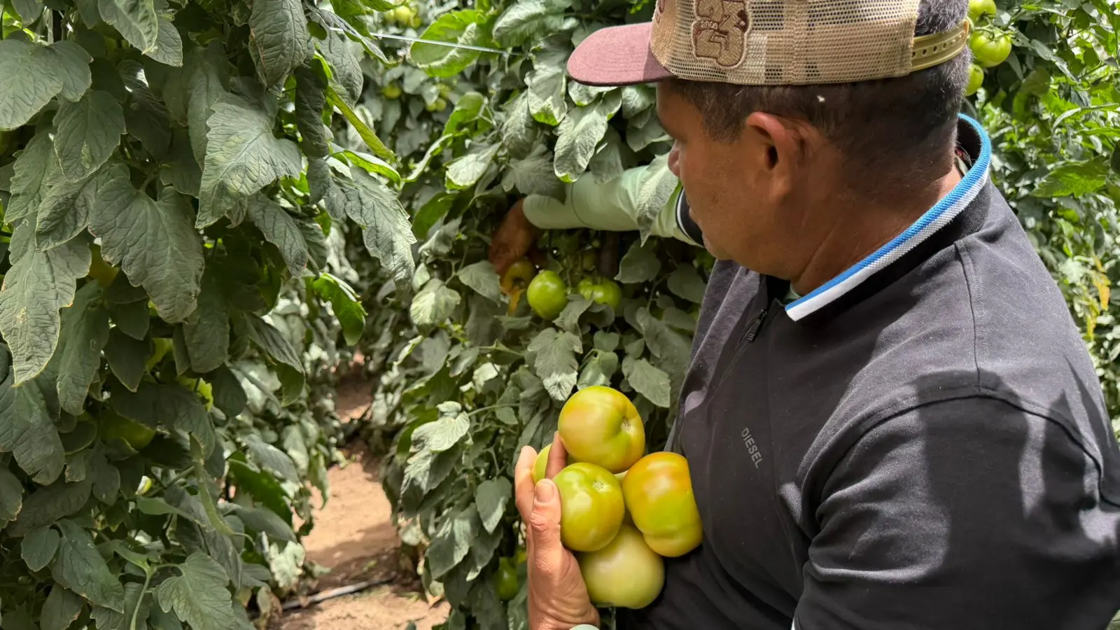 Imagem da notícia: O que faz a cidade da Serra da Ibiapaba ser a 'capital cearense do tomate'?