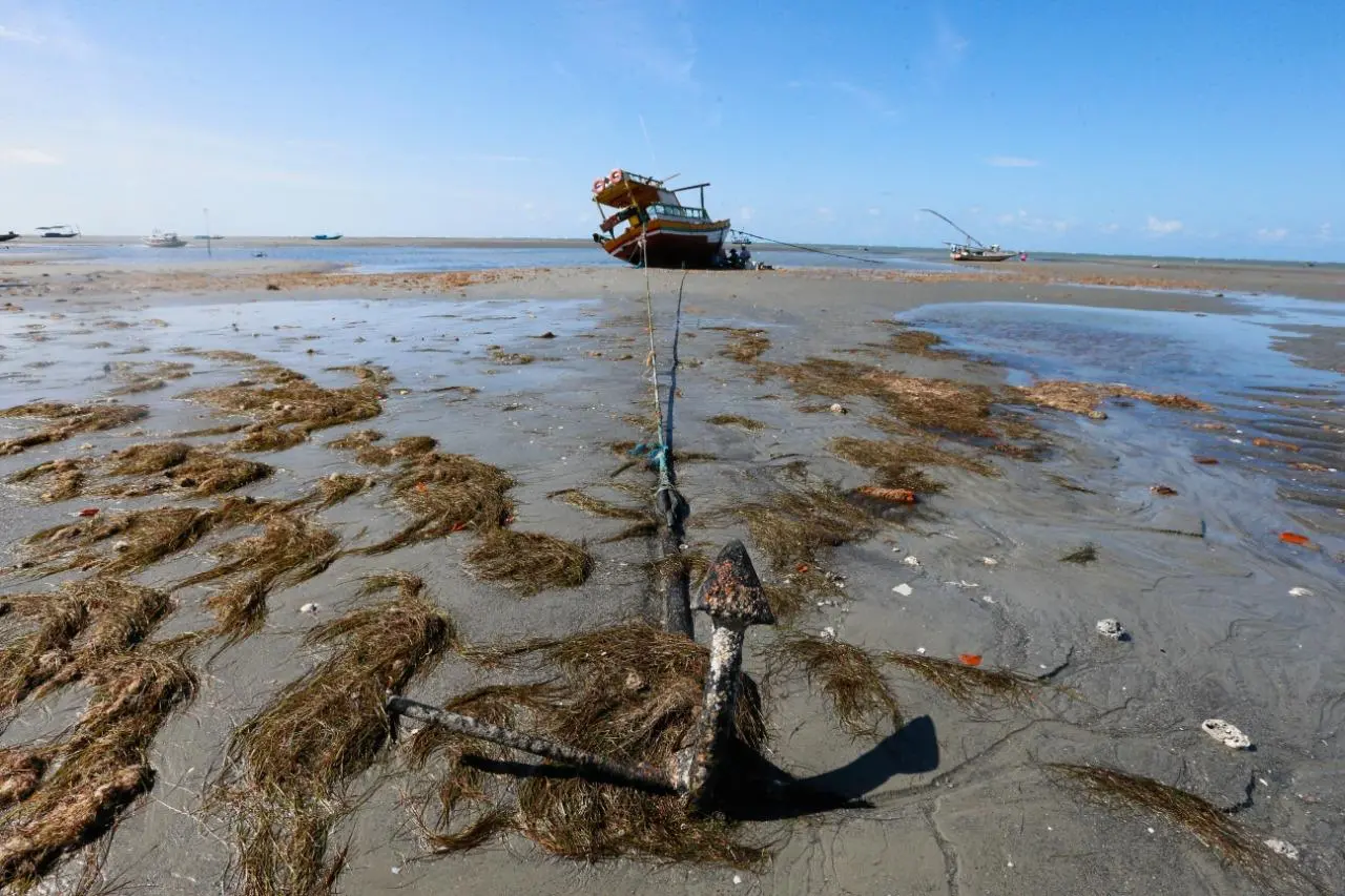 Imagem da notícia: Economia do Mar: o Ceará desperdiça a riqueza das algas marinhas