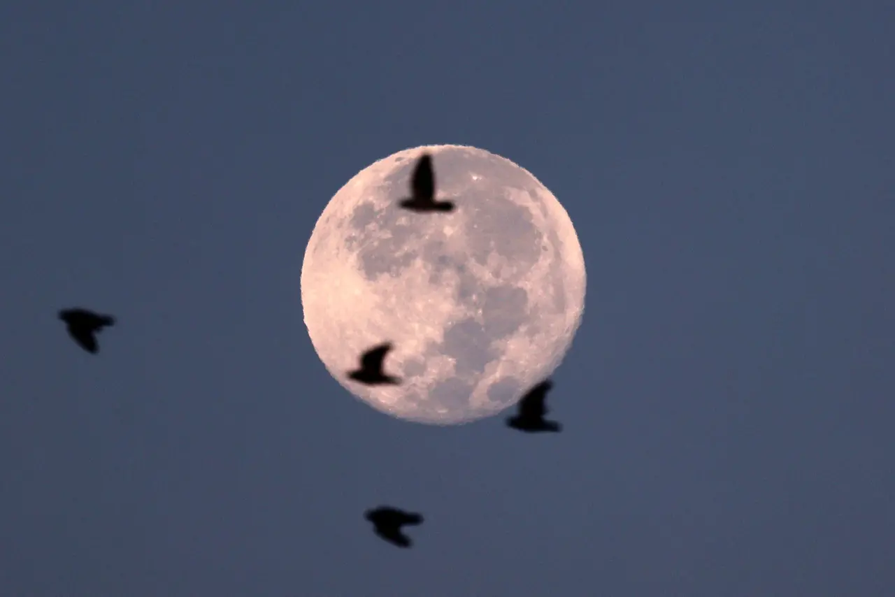 Imagem mostra pássaros voam enquanto a superlua se põe sobre a cidade de Nablus, na Cisjordânia ocupada, na manhã de 1º de setembro de 2023.