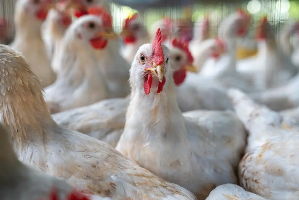 Imagem da notícia China suspende proibição de importação de produtos do Brasil
