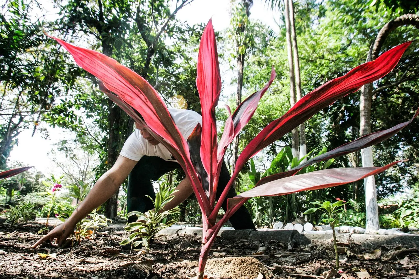 Imagem da notícia: O que é a ‘doença do jardineiro’, que tem quase 40 casos no CE