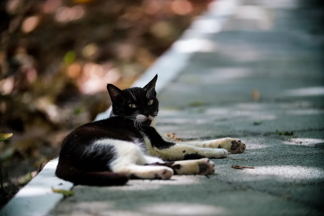 Fungo que provoca a doença encontrou boa adaptação ao organismo de felinos, demandando cuidados extras na criação desses animais.