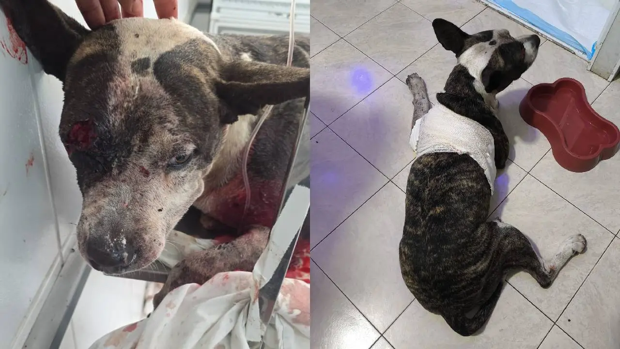 Imagem da notícia Cão leva cinco tiros no Jangurussu, sobrevive, mas precisa de cirurgia