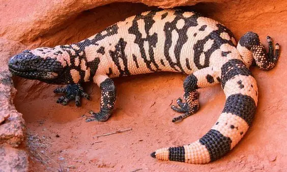 Imagem da notícia: Enem 2025 destaca lagarto raro ligado ao desenvolvimento do Ozempic