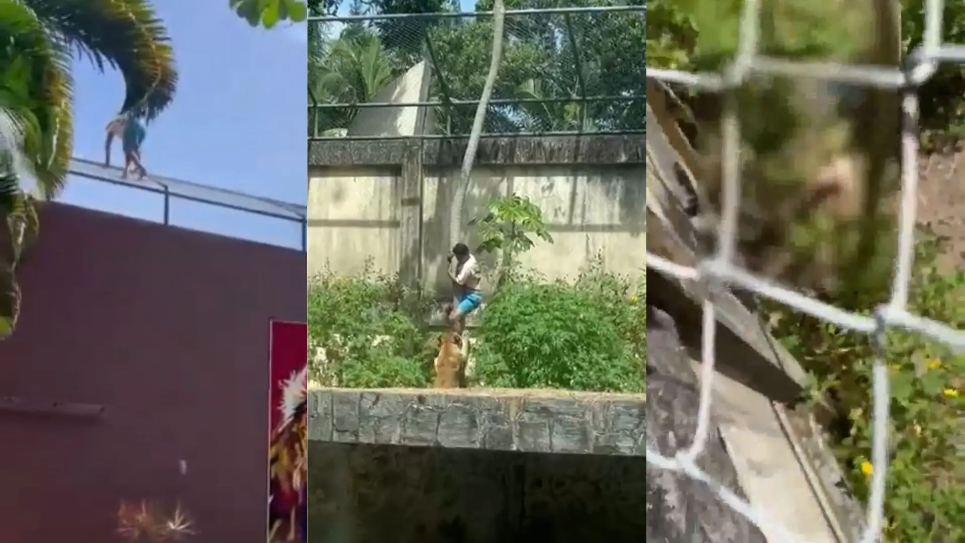 Imagem da notícia Em João Pessoa, homem invade jaula com leoa e é morto pelo animal