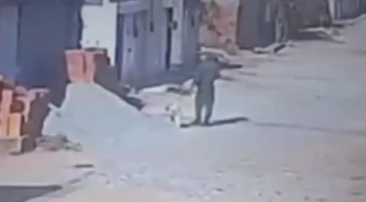 Imagem da notícia Policial militar mata pitbull após cachorro avançar contra poodle