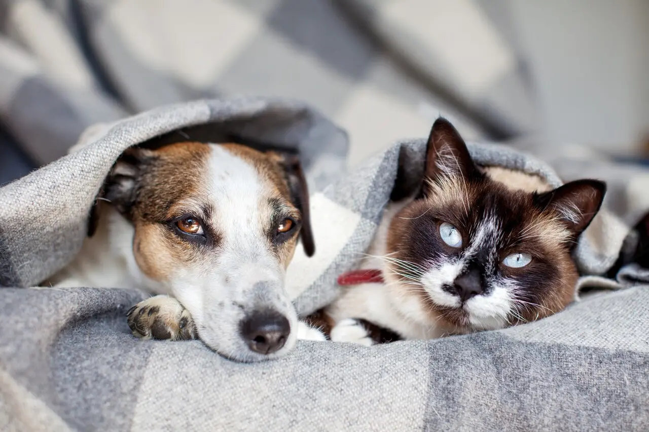 Imagem da notícia Como acalmar cães e gatos com medo de fogos de artifício no Ano Novo