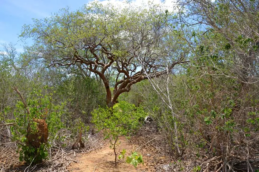 Imagem da notícia Qual o saldo da COP30 para a Caatinga?