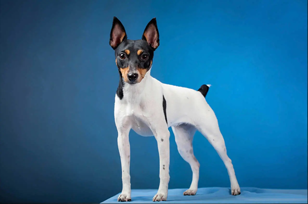 foto de um terrier brasileiro