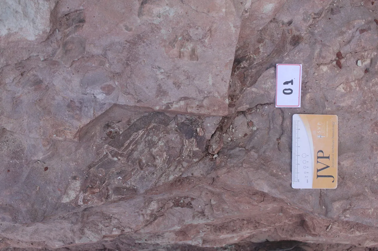 O material está sendo analisado no Laboratório de Paleontologia da Urca