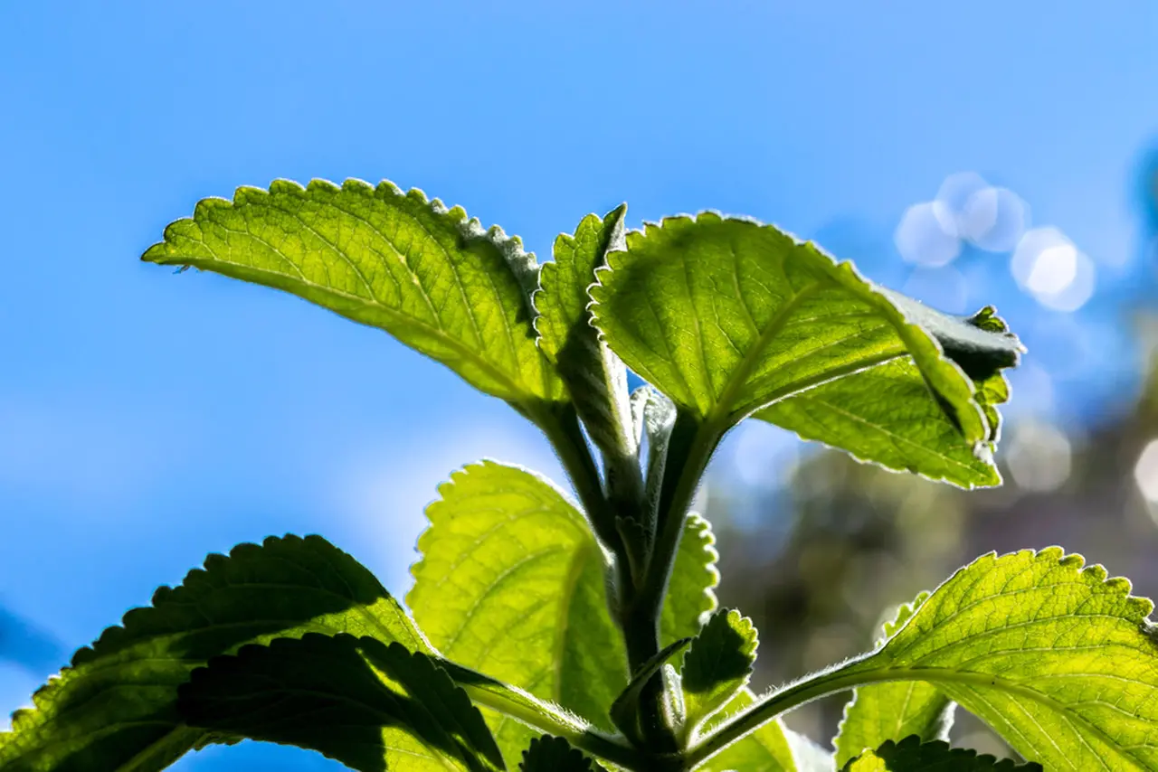 Planta de Boldo