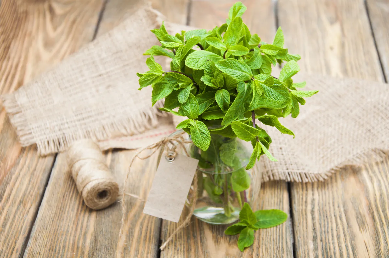 O chá é preparado com as folhas da Mentha piperita L.