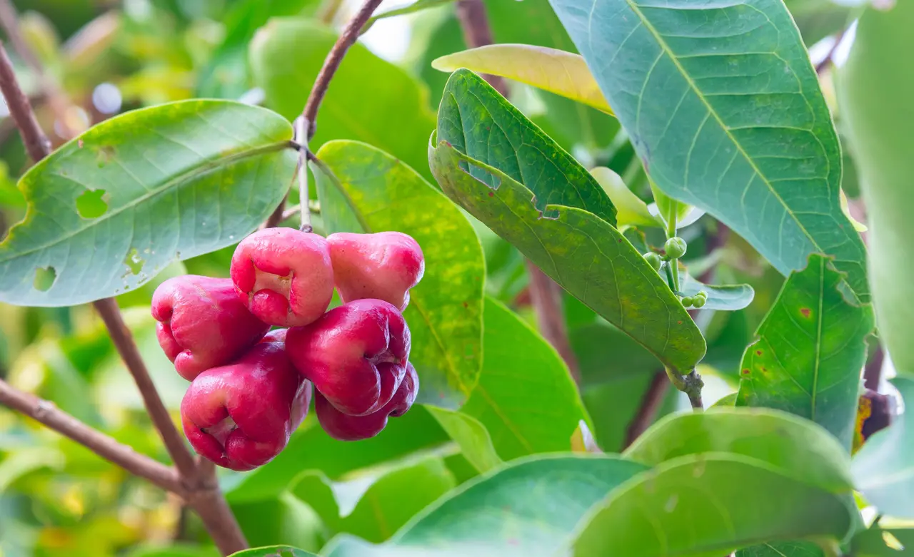 Fruto avermelhado do jambo