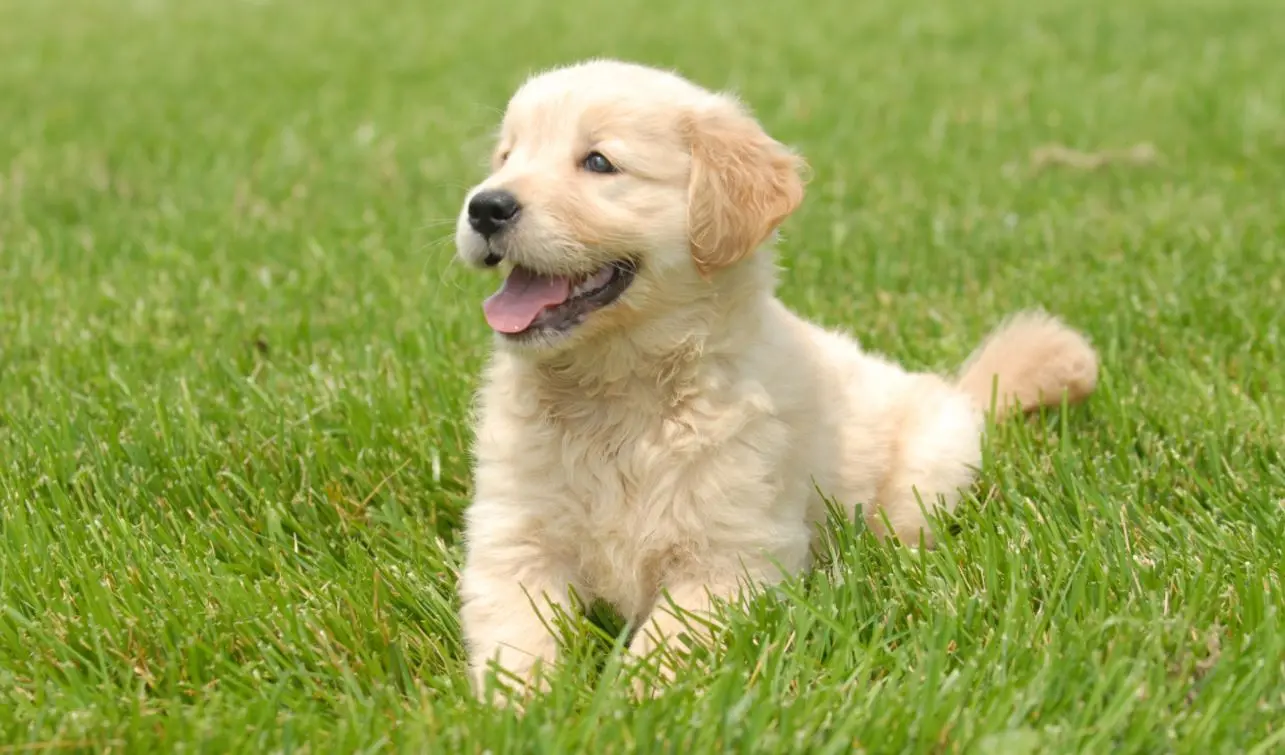 Filhote de Golden Retriever sobre a grama
