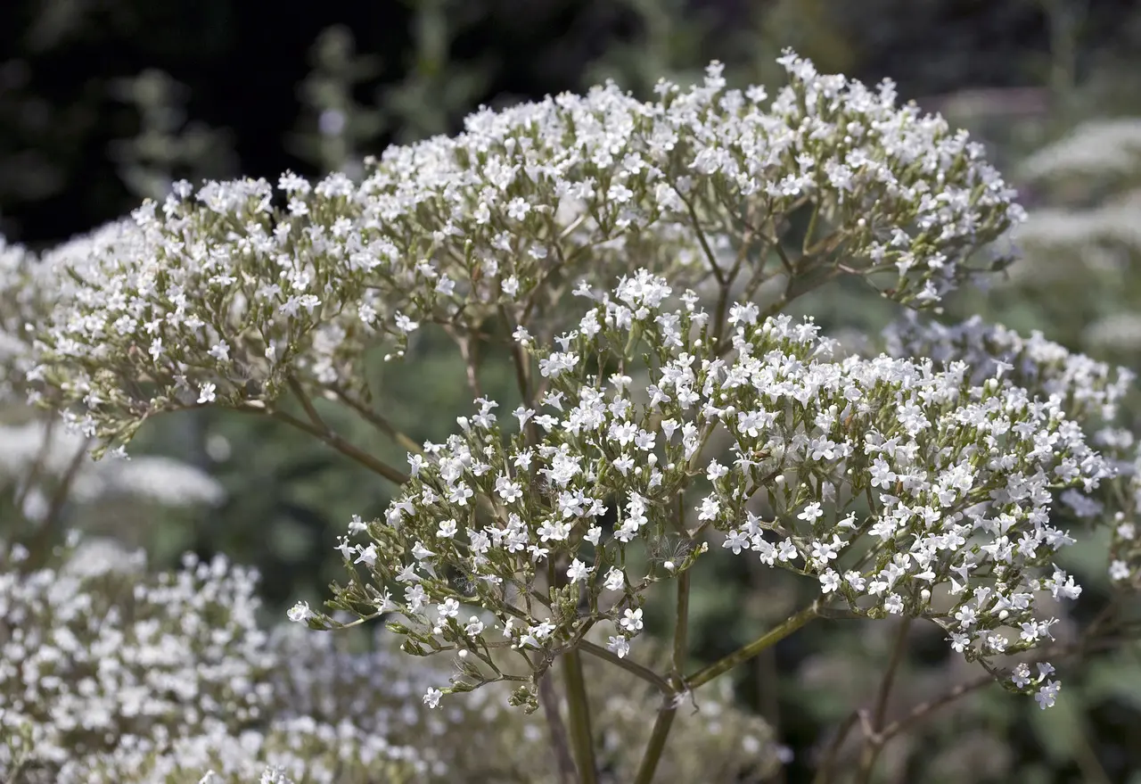 Valeriana officinalis L