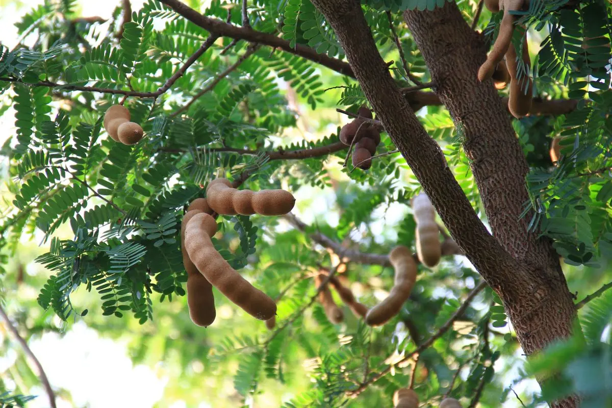 Tamarindos crescendo no tamarindeiro
