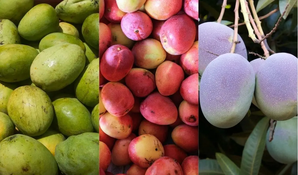 Montagem com fotos de mangas nas cores verde, rosa e arroxeada