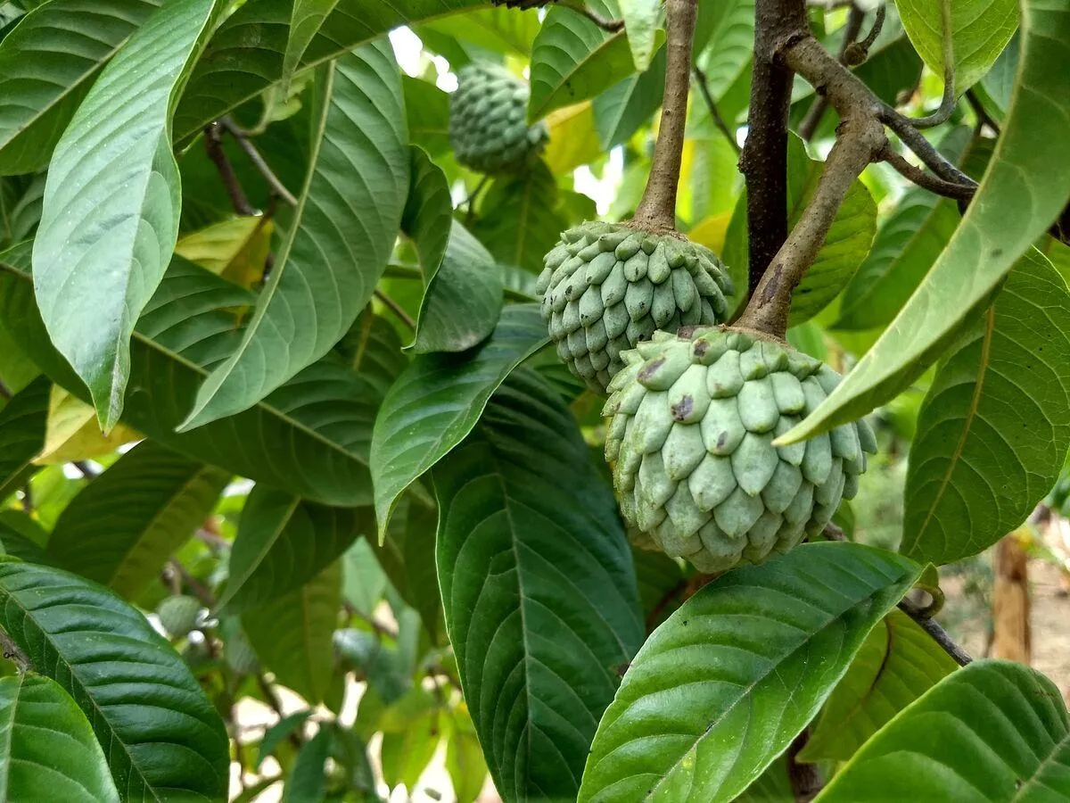 Fruta pode ser plantada em qualquer época do ano