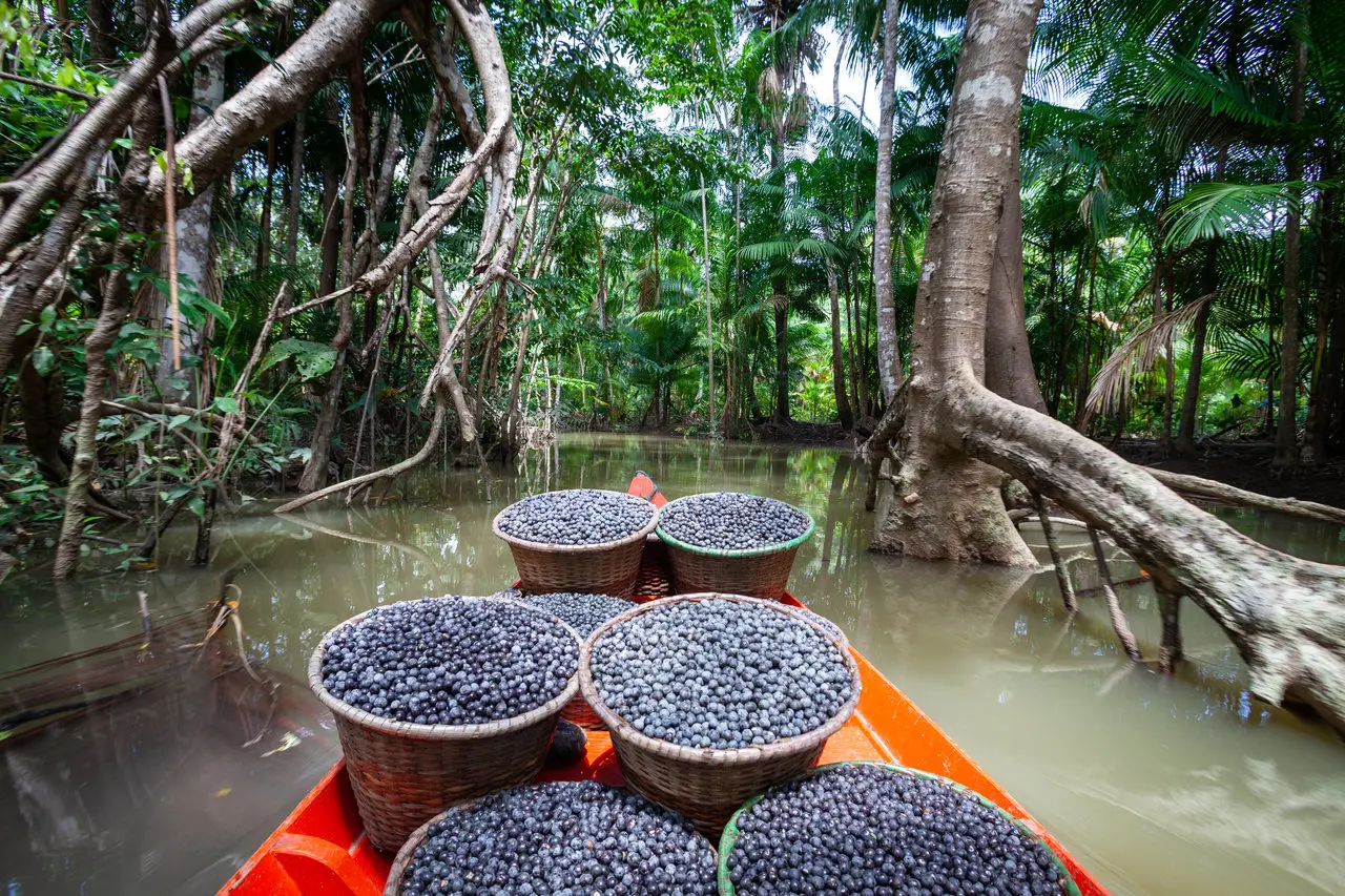 Tigelas com frutos do açaí em rio