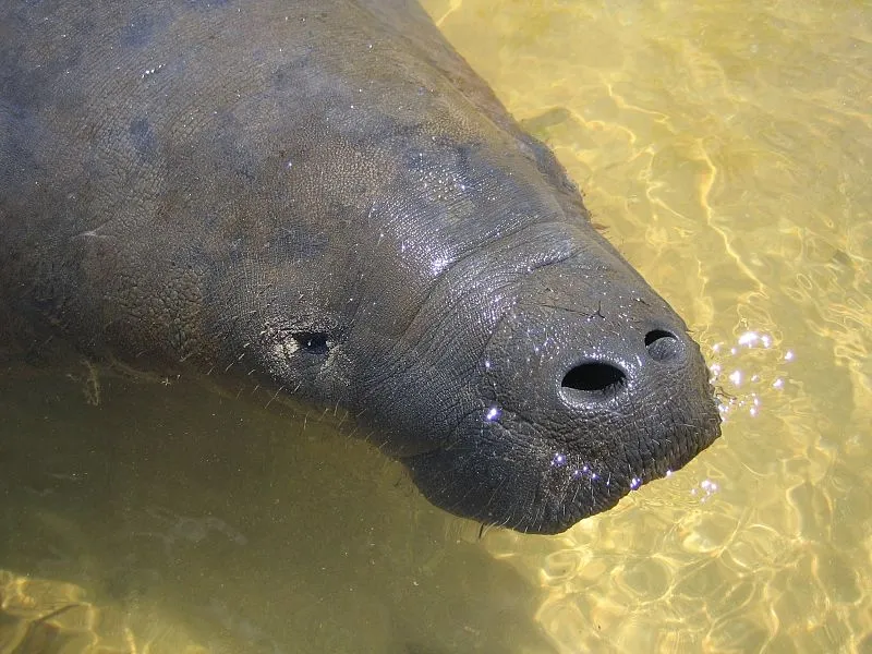 Rio Tatuamunha é abrigo para peixes-bois